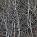 Jeffrey Forest Photo 12
