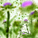 Elizabeth Weed Photo 10