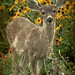 Susan Pender Photo 26