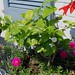 Jasmine Rose Photo 19