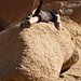 Brenda Rock Photo 8