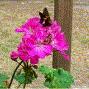 Cindy Gower Photo 23