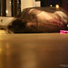 Tracy Curran Photo 24