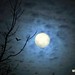 Cheryl Sommers Photo 12