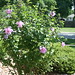 Sharon Bush Photo 15