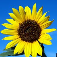 Sunny Skies Photo 16