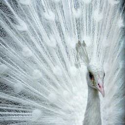 Lynne Hope Photo 4