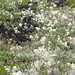 Tracey Hill Photo 42