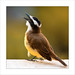Cesar Nieves Photo 7