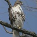 David Hawks Photo 38