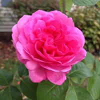 Teresa Metcalfe Photo 4