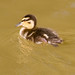 Elizabeth Mallard Photo 15