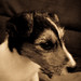 Timmy Fox Photo 14