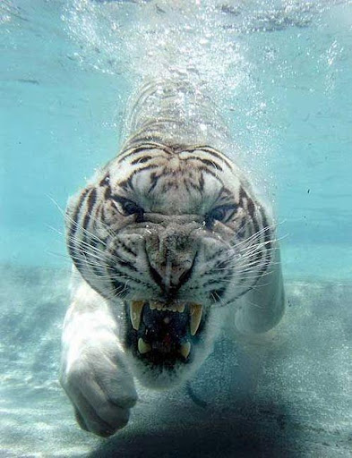 Hector Cisneros Photo 33