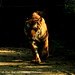 Tiger Free Photo 9