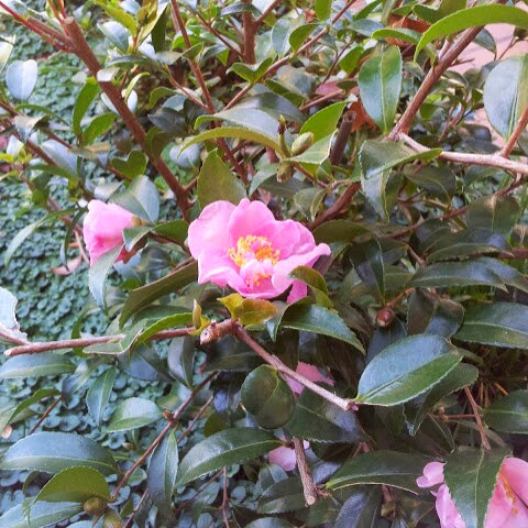 Diana Bentley Photo 31
