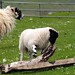 Lynn Lamb Photo 15