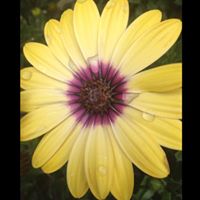 Cynthia Wegner Photo 6