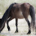 Marc Shackleford Photo 6