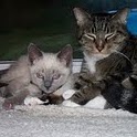 Melissa Carty Photo 4