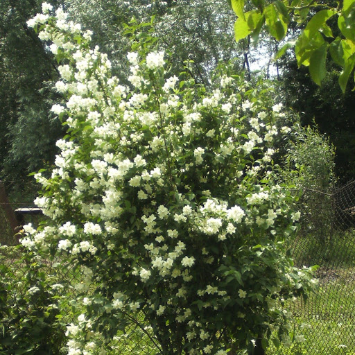 Jennie Harper Photo 28