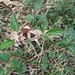 Virginia Vines Photo 4