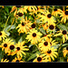 Susan Flowers Photo 18