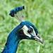 Lisa Peacock Photo 15