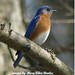 Alice Bird Photo 18