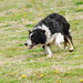 Donald Collie Photo 8