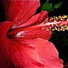Suzanne Sais Photo 2