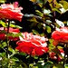 Alice Rojas Photo 9