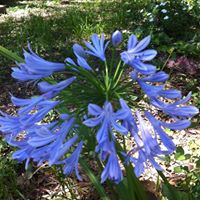 Sharon Farrar Photo 8