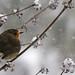 Robin Snow Photo 15