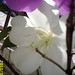 Laura Pardo Photo 35