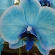 Lisa Booker Photo 43