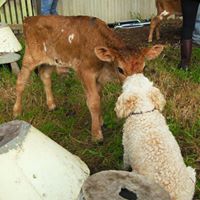 Gail Williamson Photo 44