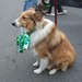Pat Collie Photo 12