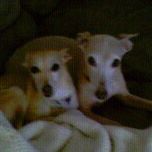 Janet Shelton Photo 30