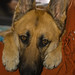 Judy Sheppard Photo 16