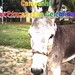 Wilma Lamb Photo 14