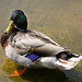 James Mallard Photo 27