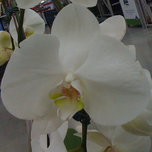 Lisa Howell Photo 23