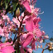 Kathleen Flowers Photo 24