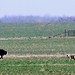 Gene Wolf Photo 21