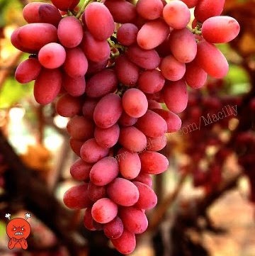 Vivek Rishi Photo 6