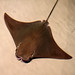 Ray Calvert Photo 8