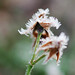 Forst Brown Photo 9