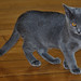 Cat Nguyen Photo 18