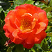 Rose Lewis Photo 38